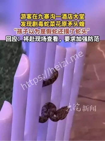 九寨沟酒店毒蛇事件